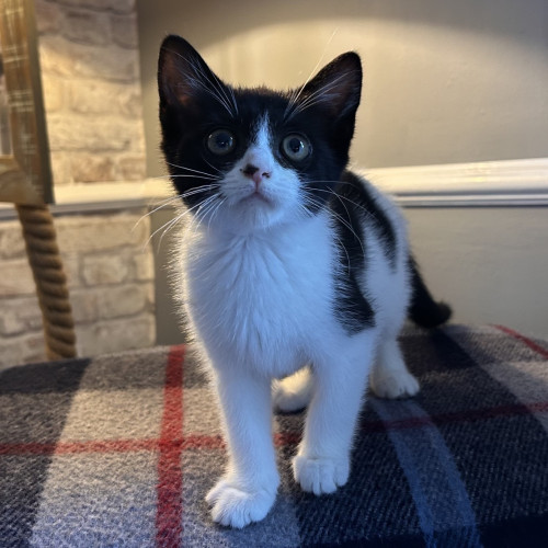 Pip (14)