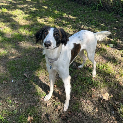 Max, a 2 years old male Saluki X available for adoption from RSPCA in North Yorkshire