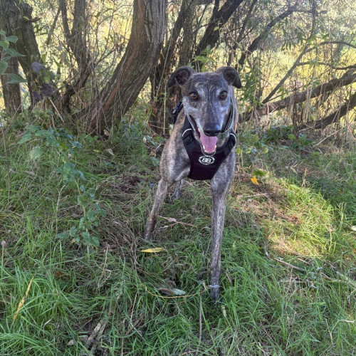 Queenie, a 3 years old female Greyhound available for adoption from RSPCA in North Yorkshire