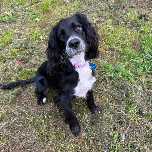 Cooper, a 10 months old male English Springer Spaniel X Cocker Spaniel available for adoption from RSPCA in North Yorkshire
