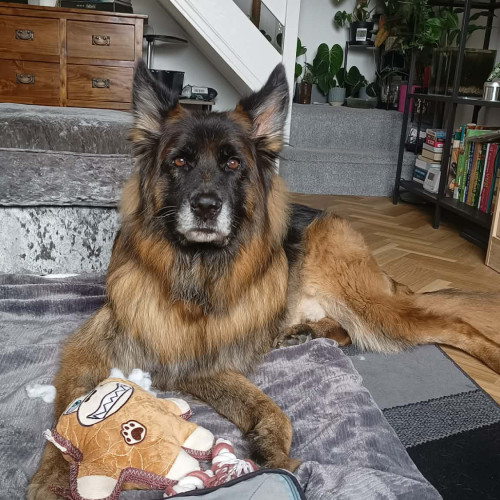 Mufasa, a 13 years old male German Shepherd available for adoption from RSPCA in North Yorkshire