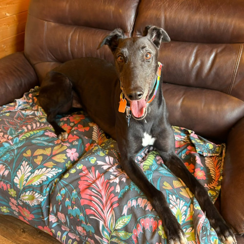Emmet, a 6 years old male Greyhound available for adoption from RSPCA in North Yorkshire