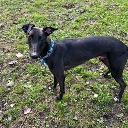 Roulette, a 5 years old male Greyhound available for adoption from RSPCA in North Yorkshire