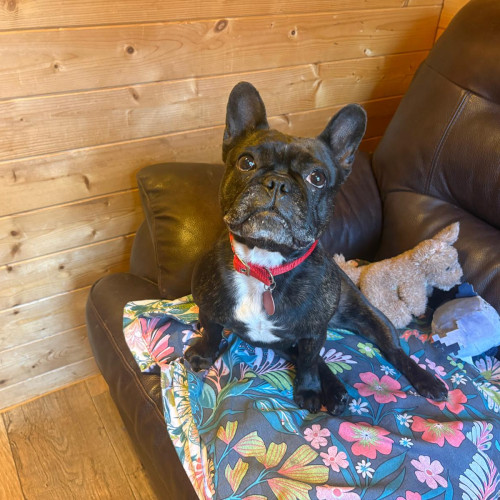 Tessa, a 7 years old female French Bulldog available for adoption from RSPCA in North Yorkshire