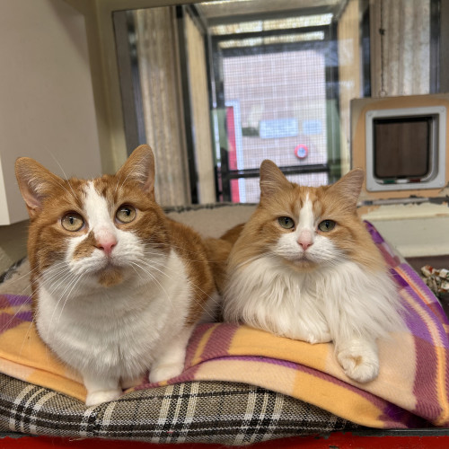 Blade & Mischief (5)