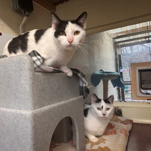 Princess & Dotty (7)