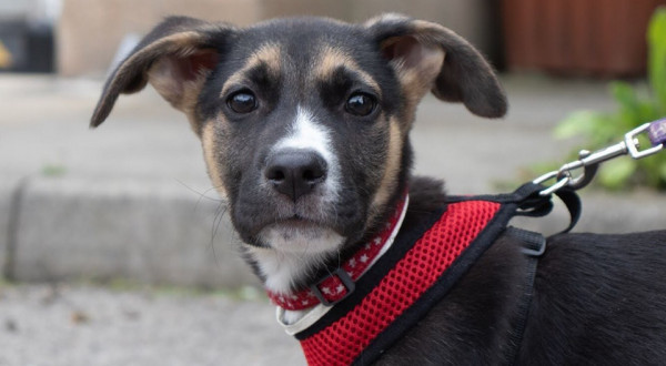 RSPCA York, Harrogate \u0026 District Branch 