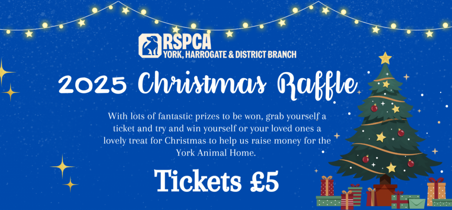 Xmas Raffle Website banner Template