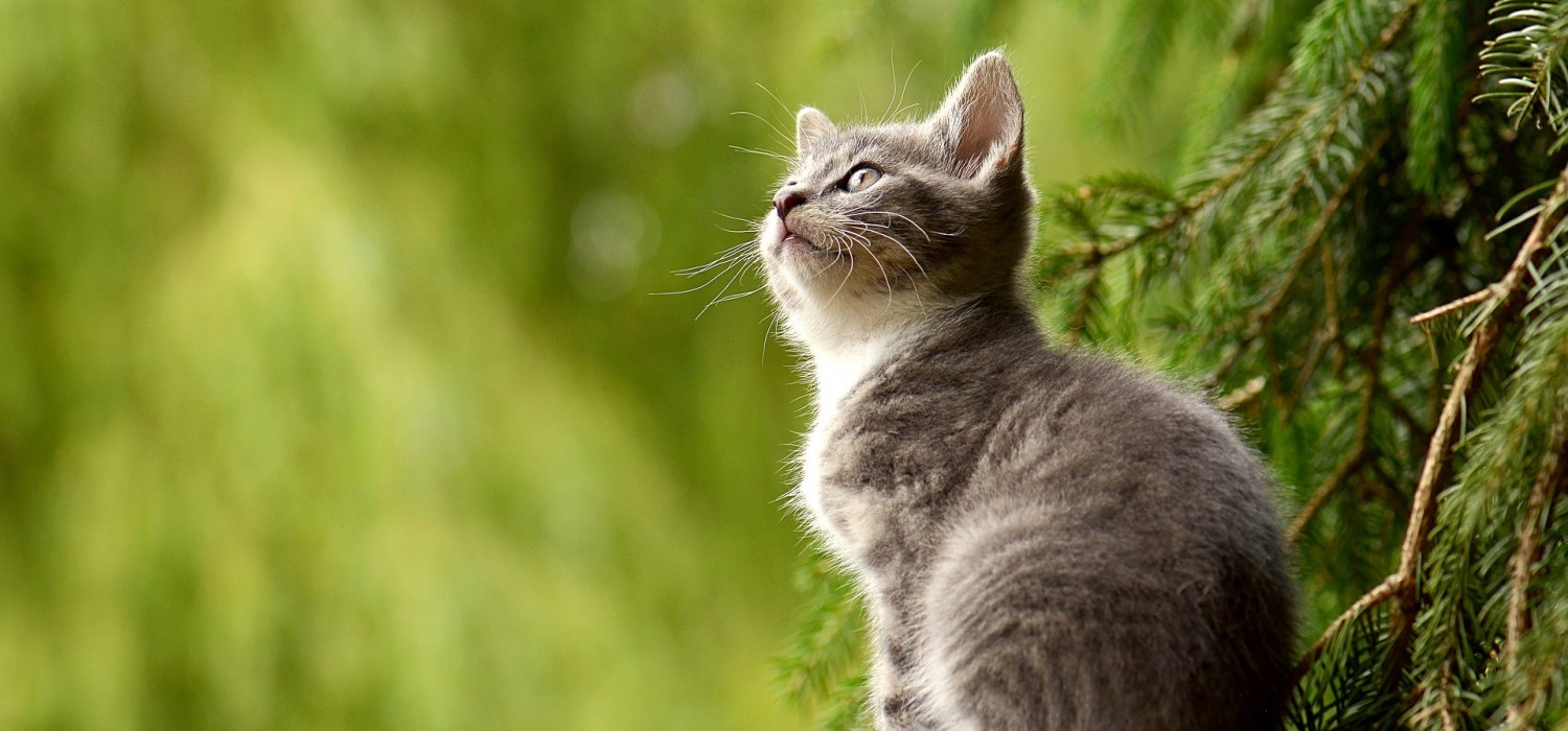 RSPCA York, Harrogate & District Branch Home