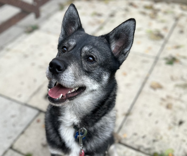 Cheddar (1)