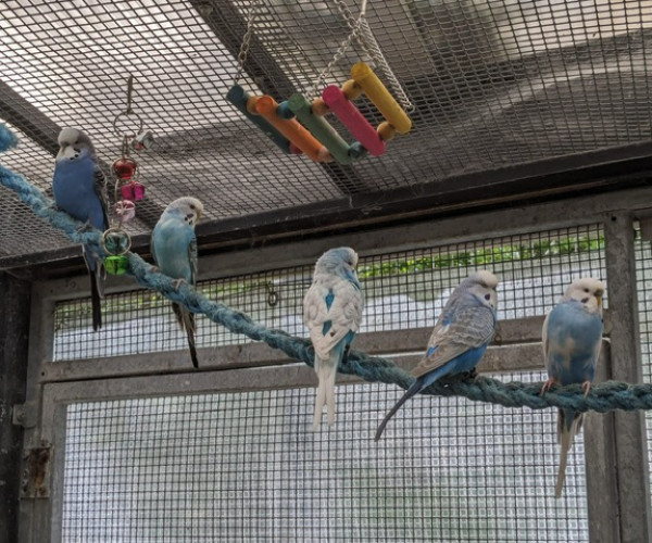 Budgies (7)