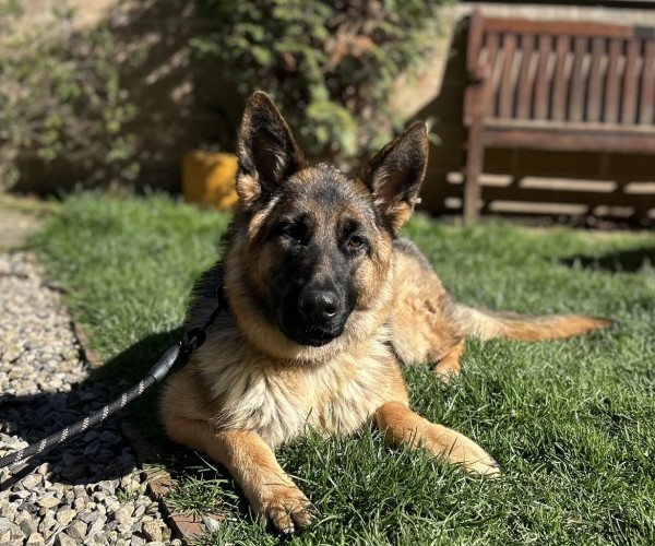 Lady (13)