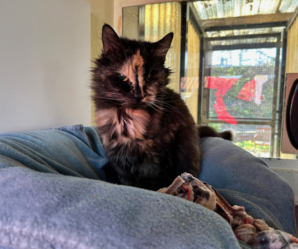 Gizmo (8)