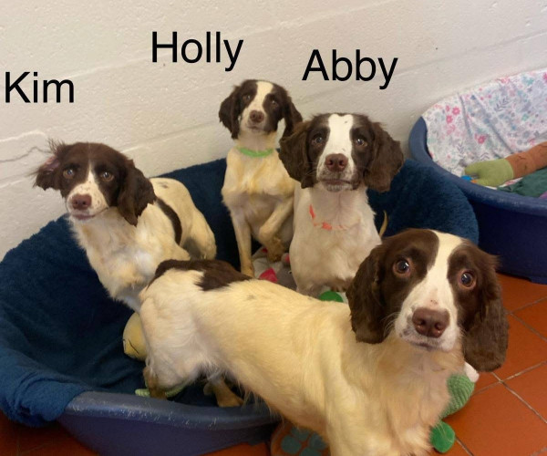 Abby group