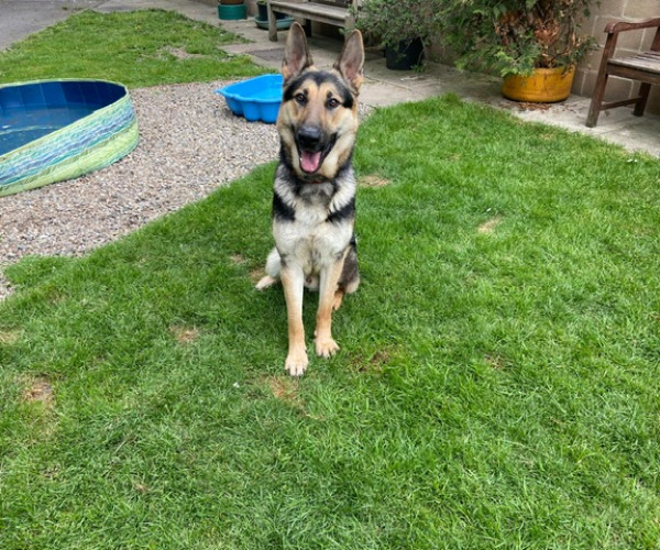 Koda (5)