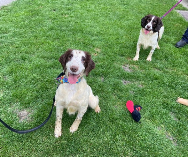 Bruno & Archie