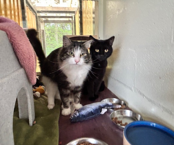 Fawkes & Olive (2)