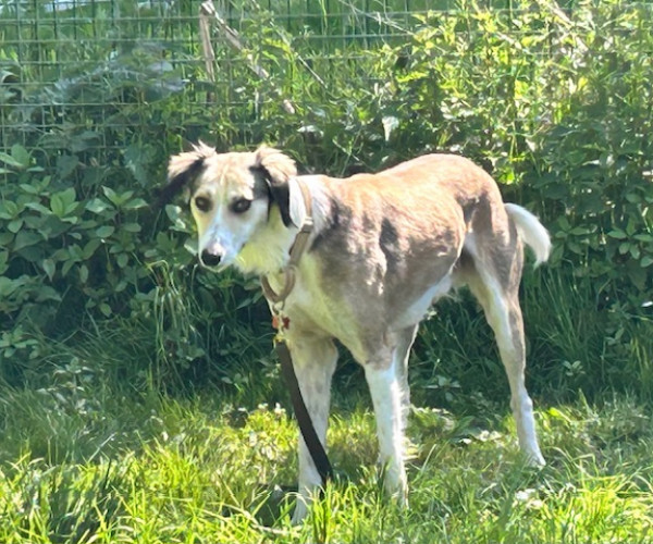 Murphy (4)