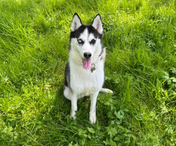 Zola (5)