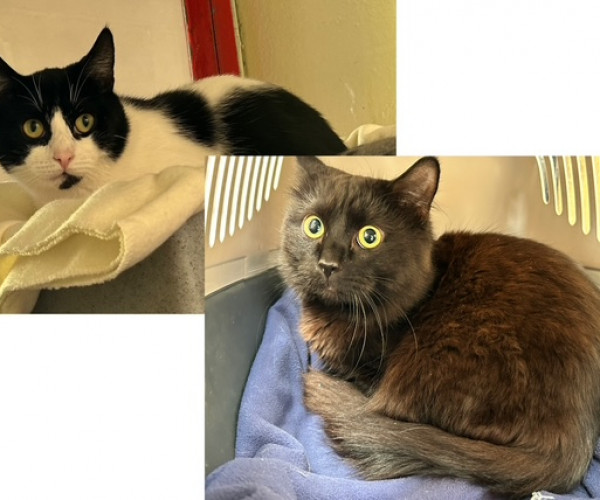 Felix & Salem (1)