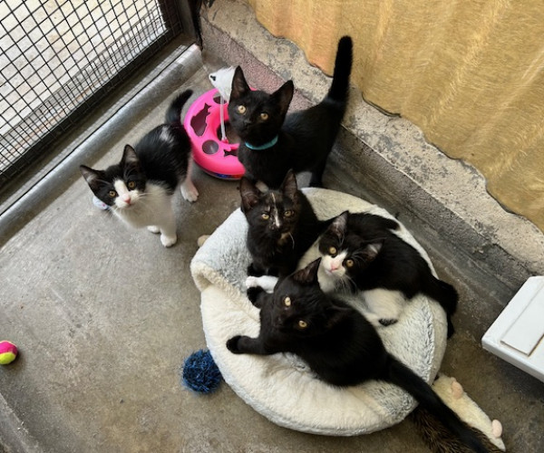 Joyce's kittens (12)