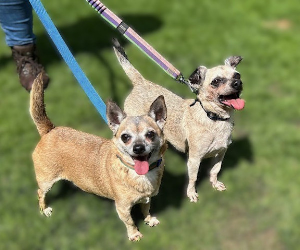 Chihuahuas (3)