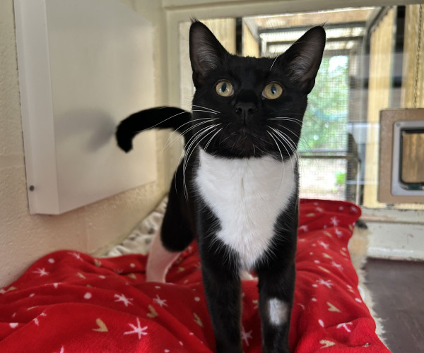 Pedro (1)