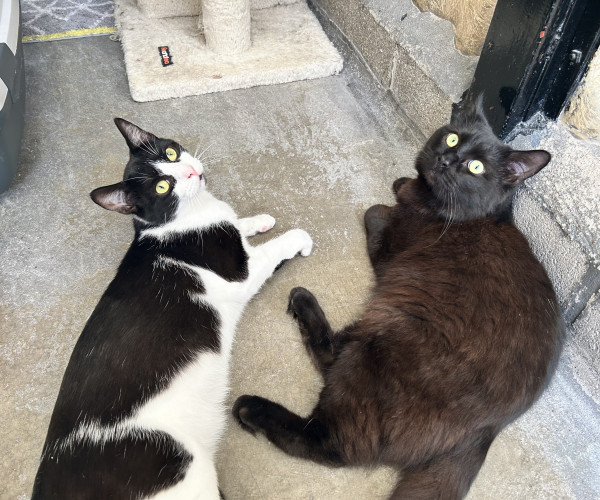 Felix & Salem (7)