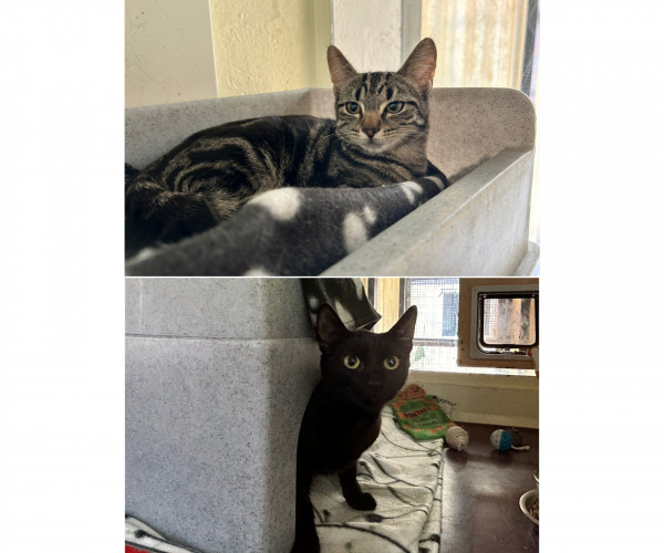 P & K