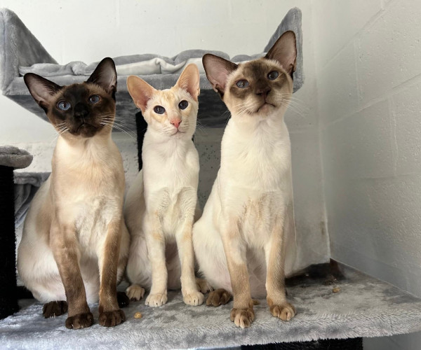 Siamese cats (65)