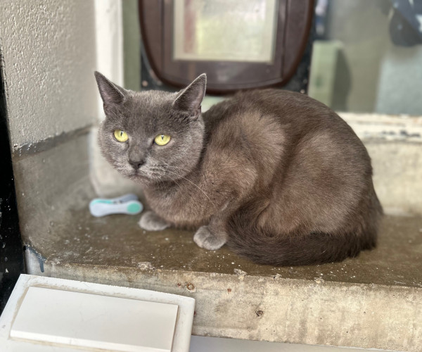 Calypso (3)