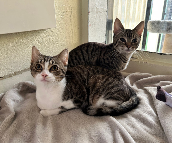 Stella & Addie (7)