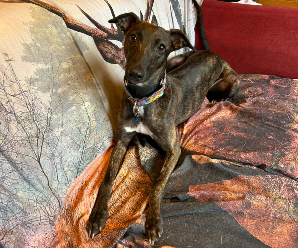 Hank (5)