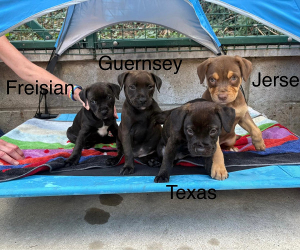 Lexi pups (13)