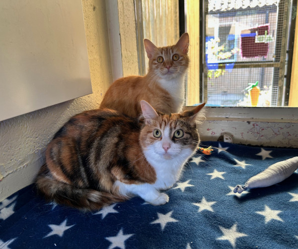 Caramel & Cookie (4)