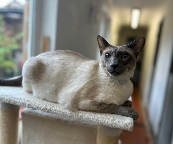 Siamese cats (87)