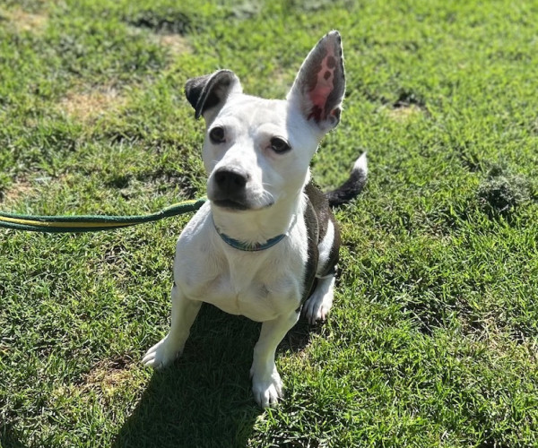 Nova (12)