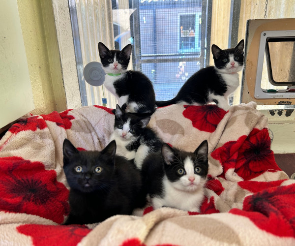 Echo's Kittens  (5)