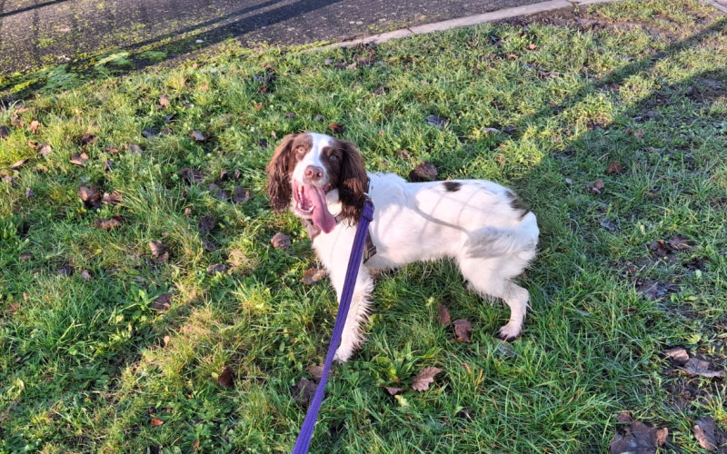 rspca york dogs for rehoming